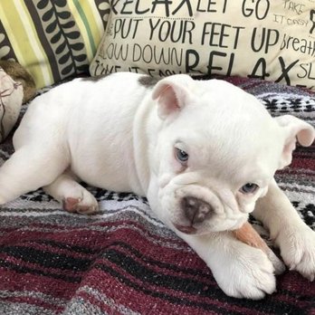 Patrick Veterinary Clinic - My baby bully - Veterinarians Near Me - Charleston, South Carolina Patrick Veterinary Clinic - My baby bully - Veterinarians Near Me - Charleston, South Carolina