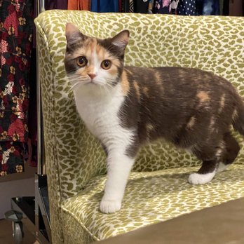 TLC Brits Cattery - Her FACE!!!! - Pet Breeders Near Me TLC Brits Cattery - Her FACE!!!! - Pet Breeders Near Me