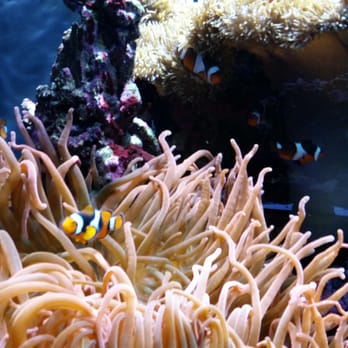 Seattle Aquarium - Aquariums Near Me - Seattle, Washington Seattle Aquarium - Aquariums Near Me - Seattle, Washington