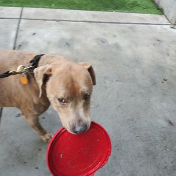 Happy Pet Care Services - CHUNK the bestest pitbull ever!! - Dog Walkers Near Me Happy Pet Care Services - CHUNK the bestest pitbull ever!! - Dog Walkers Near Me