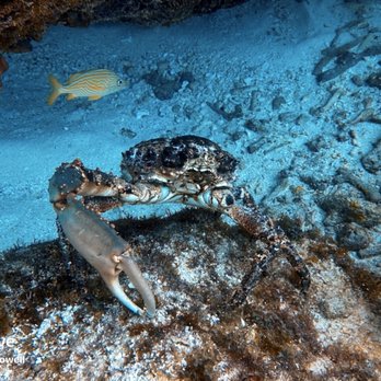 Bluewater Divers - Crab - Boat Charters Near Me - Key Largo, Florida Bluewater Divers - Crab - Boat Charters Near Me - Key Largo, Florida