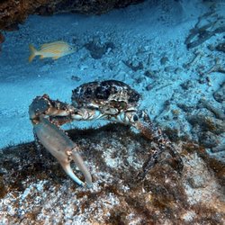 Bluewater Divers - Crab