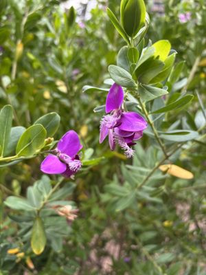 Paso Robles Inn by null
