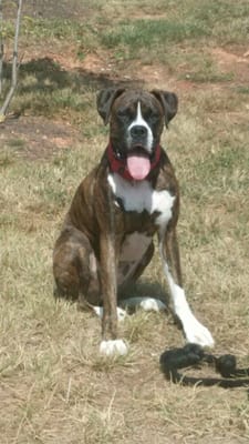 10+ Years of Trusted Pet Services - Call or text for same week services. 240-350-4786! 10+ Years of Trusted Pet Services - Call or text for same week services. 240-350-4786!