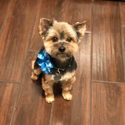 Gentle Paws Pet Grooming