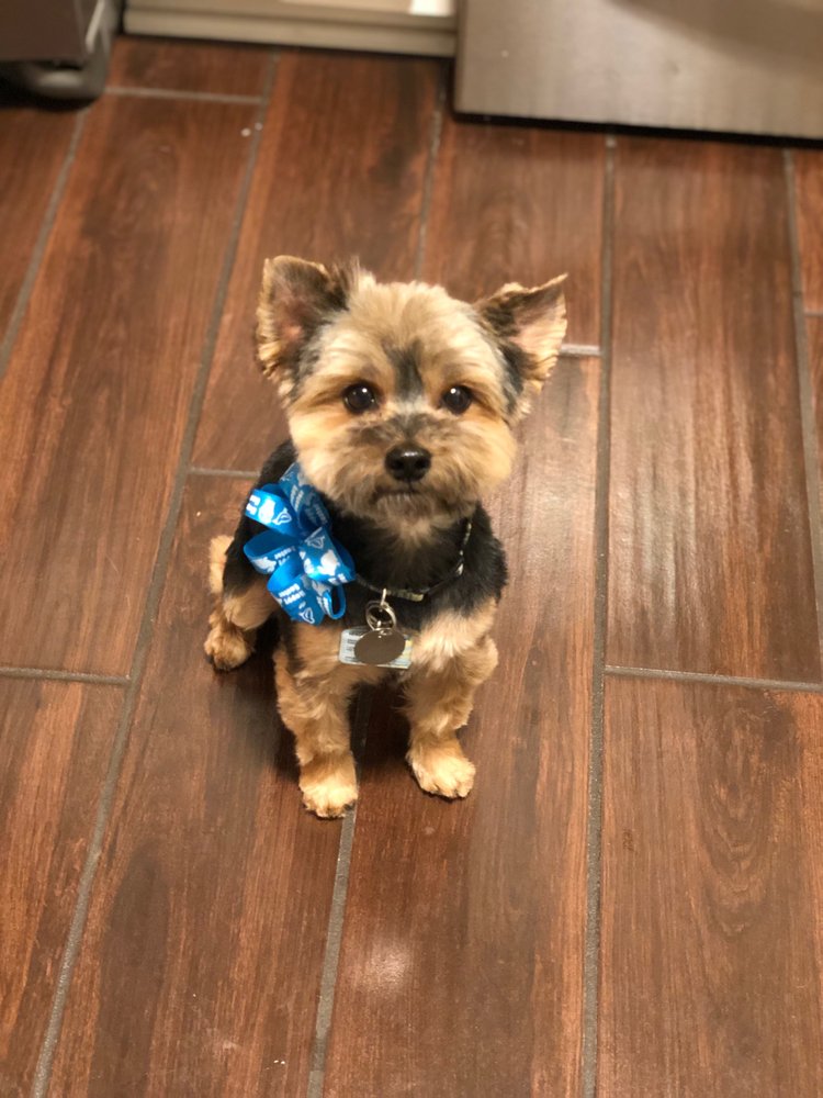 GENTLE PAWS PET GROOMING Updated July 2024 222 EWisconsin Ave