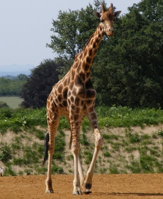 Cotswold Wildlife Park & Gardens by null