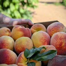Schnepf Farms - We're a peath-picking duo, thufferin' thuccotash!