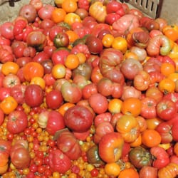 We weren't told what this bin held but we assumed these were tomato rejects. Still a beautiful sight to see!