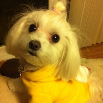 Bubble Doggie - Pet Groomers Near Me - La Mirada, California