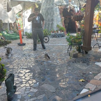 Tio's Tacos - Squirrel chasing my bf - Mexican Near Me - Riverside, California Tio's Tacos - Squirrel chasing my bf - Mexican Near Me - Riverside, California