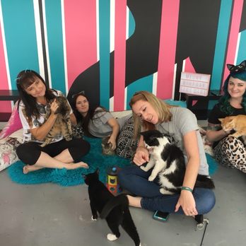 PHX Cat Cafe - Pet Adoption Near Me - Phoenix, Arizona PHX Cat Cafe - Pet Adoption Near Me - Phoenix, Arizona