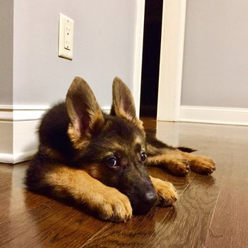 Regis Regal German Shepherds - Pet Training Near Me - Spring Grove, Illinois Regis Regal German Shepherds - Pet Training Near Me - Spring Grove, Illinois