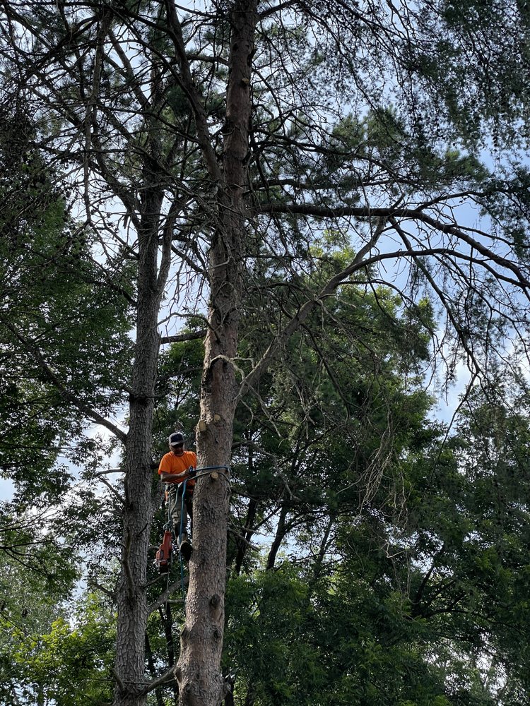 Zelta Tree Service - tree service in Charlotte, NC