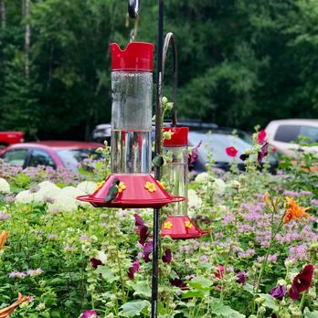 Farmstead Creamery - Hummingbirds sipping nectar. - Organic Stores Near Me - Hayward, Wisconsin
