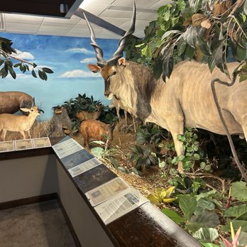 Harber Wildlife Museum - Museums Near Me - Sherman, Texas Harber Wildlife Museum - Museums Near Me - Sherman, Texas