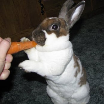 Skyway Pet Hospital - Bunny dental problems- These teeth only work thanks to regular visits to skyway pet hospital. They also trim her nails! :) - Veterinarians Near Me - Paradise, California Skyway Pet Hospital - Bunny dental problems- These teeth only work thanks to regular visits to skyway pet hospital. They also trim her nails! :) - Veterinarians Near Me - Paradise, California