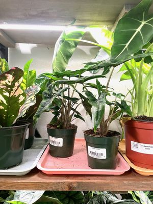 Chelsea Garden Center by null