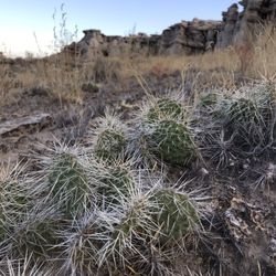 Plaza Blanca - Little baby prickly pears