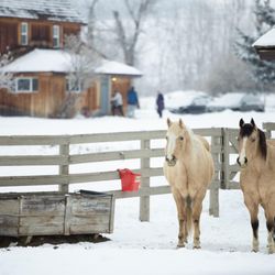 Casia Lodge and Ranch - Horses at the Ranch