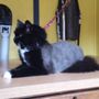 Photo of PawsAtively Divine Pet Grooming