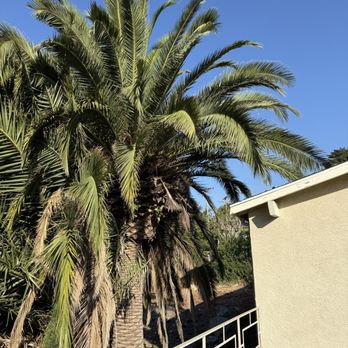 Affordable Tree Care - Neighbor palm BEFORE trimming (off our roof). - Tree Services Near Me Affordable Tree Care - Neighbor palm BEFORE trimming (off our roof). - Tree Services Near Me