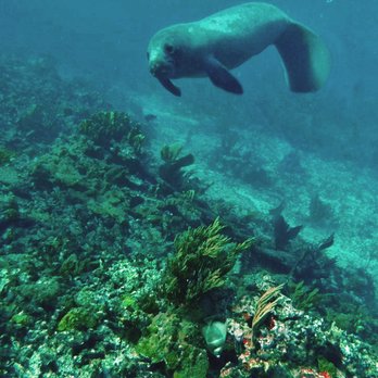 Scuba Cancun - Playing with Manatee - Scuba Diving Near Me - Cancún, ROO
