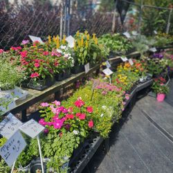 Kings Drive Farmers Market