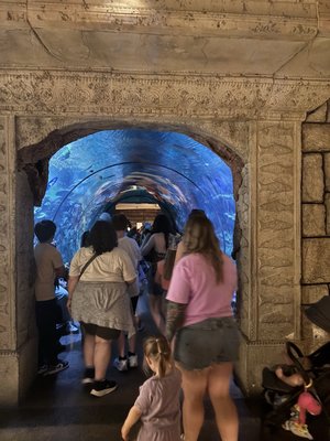 Shark Reef Aquarium at Mandalay Bay by null
