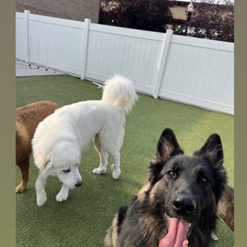 Pupstars - Pet Sitting Near Me - Chicago, Illinois