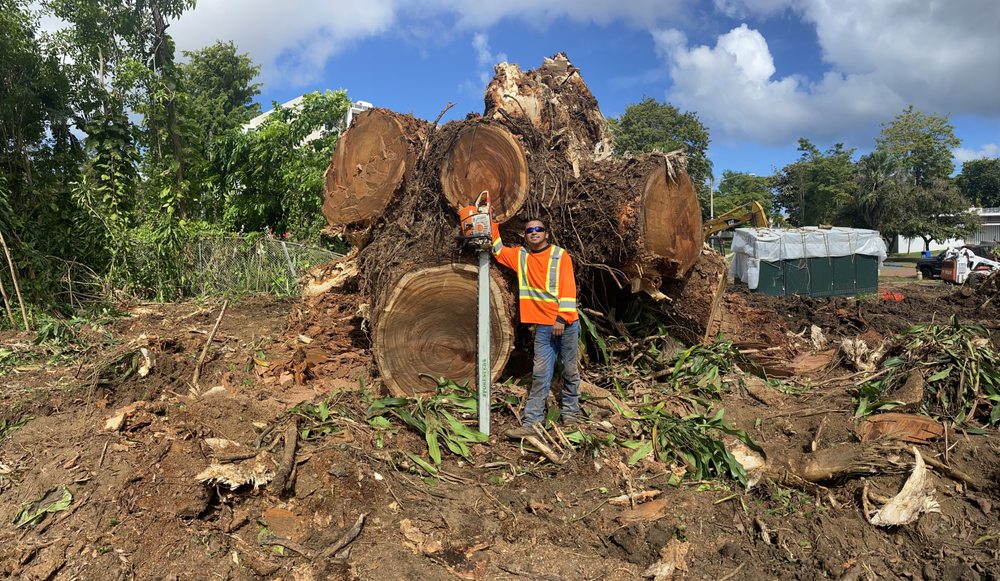 South Texas Tree Service - tree service in San Antonio, TX