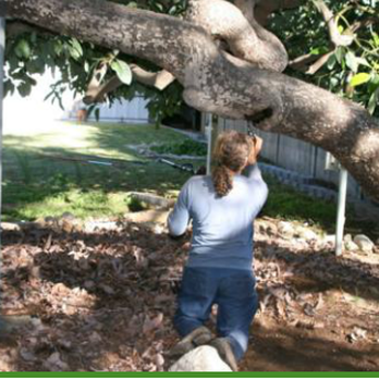 Canada Tree Care - Installing a Tree brace to support an Avocado limb. - Tree Services Near Me