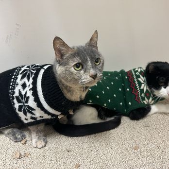 The Pet Hospitals - My cats who love Dr. Haddock and the whole crew at The Pet Hospitals - Downtown - Veterinarians Near Me - Memphis, Tennessee The Pet Hospitals - My cats who love Dr. Haddock and the whole crew at The Pet Hospitals - Downtown - Veterinarians Near Me - Memphis, Tennessee