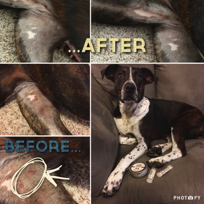 natural dog company skin soother reviews