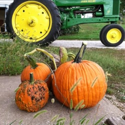 Schwinn Farm - Pumpkin patch 2013