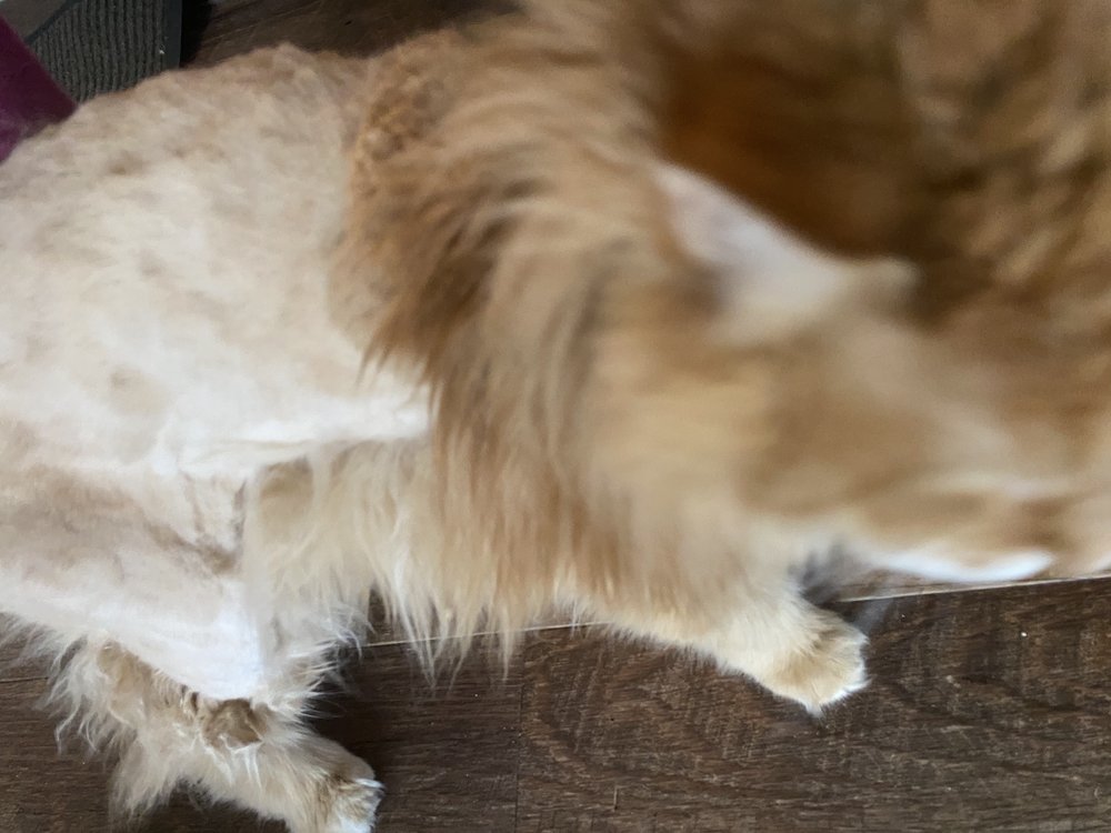 BUBBLES & BOWS PET Updated September 2024 26 Photos & 19 Reviews