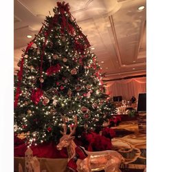 Almost Heavenly Christmas Trees - 13 Foot Fraser Fir from Almost Heavenly Christmas Trees