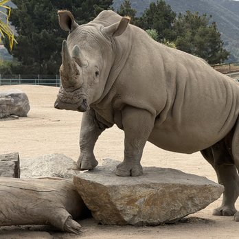 Monterey Zoo - Showing off his bod - it's cute, they come up for a visit and like our attention, and posing! - Zoos Near Me - Salinas, California