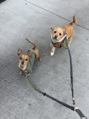 Doggie In The Window