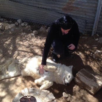 Wolf Mountain Sanctuary - Me and my favorite wolfy! I forget her name but I call her Tripod! - Animal Shelters Near Me - Lucerne Valley, California Wolf Mountain Sanctuary - Me and my favorite wolfy! I forget her name but I call her Tripod! - Animal Shelters Near Me - Lucerne Valley, California