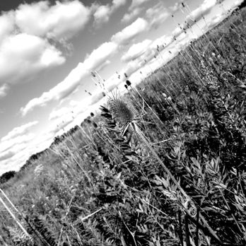 Miller Meadow Forest Preserve - Parks Near Me - Maywood, Illinois Miller Meadow Forest Preserve - Parks Near Me - Maywood, Illinois