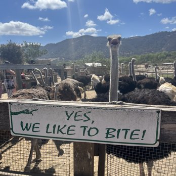 Ostrichland USA - Attraction Farms Near Me - Solvang, California
