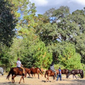 Cypress Run Farm - Part of our Trail leads theough our free roaming Herd of Horses - Horseback Riding Near Me - Crawfordville, Florida Cypress Run Farm - Part of our Trail leads theough our free roaming Herd of Horses - Horseback Riding Near Me - Crawfordville, Florida