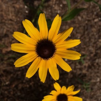 Daniel Stowe Botanical Garden - Botanical Gardens Near Me - Belmont, North Carolina