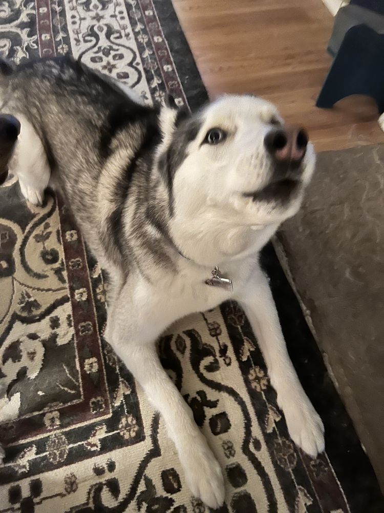 A CLASS ABOVE GROOMING Updated September 2024 14 Photos & 20