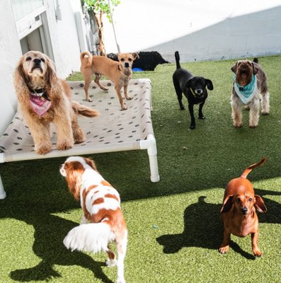Stay + Play Care - • Nearly 5000 sq. ft. facility including two indoor and two outdoor separate play areas for small and large dogs
• Partially covered outdoor play areas that offer protection from rain and heat and also feature Turf ̶ a safe, antimicrobial alternative to concrete
• State-of-the-art air conditioning with five separate air exchange systems that cycle air every 10 minutes to reduce contaminates and airborne illnesses
• Full-time supervision by experienced and caring staff who interact and play with the dogs
• Ask us about our multi-day Stay + Play packages and multiple dog discounts
BSB maintains a service-based philosophy in which clients can expect exemplary customer service and the highest level of care for their dogs, allowing them to feel confident that they are leaving their dogs to Stay + Play in a fun and safe environment.
We factor in your dog’s size and temperament when determining which playroom will best suit their needs. This is to ensure their safety while also allowing them to interact with other dogs at their own comfortable pace. Keeping your dog safe, healthy, and happy are our top priorities.
Our staff clean and sanitize all areas of our facility throughout the day using a high-end triple disinfectant, bactericidal, fungicidal and virucidal cleaner. Triple Two is used in kennels, veterinary clinics, and grooming shops worldwide. Stay + Play Care - • Nearly 5000 sq. ft. facility including two indoor and two outdoor separate play areas for small and large dogs
• Partially covered outdoor play areas that offer protection from rain and heat and also feature Turf ̶ a safe, antimicrobial alternative to concrete
• State-of-the-art air conditioning with five separate air exchange systems that cycle air every 10 minutes to reduce contaminates and airborne illnesses
• Full-time supervision by experienced and caring staff who interact and play with the dogs
• Ask us about our multi-day Stay + Play packages and multiple dog discounts
BSB maintains a service-based philosophy in which clients can expect exemplary customer service and the highest level of care for their dogs, allowing them to feel confident that they are leaving their dogs to Stay + Play in a fun and safe environment.
We factor in your dog’s size and temperament when determining which playroom will best suit their needs. This is to ensure their safety while also allowing them to interact with other dogs at their own comfortable pace. Keeping your dog safe, healthy, and happy are our top priorities.
Our staff clean and sanitize all areas of our facility throughout the day using a high-end triple disinfectant, bactericidal, fungicidal and virucidal cleaner. Triple Two is used in kennels, veterinary clinics, and grooming shops worldwide.
