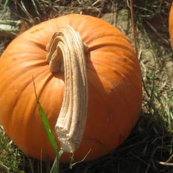 The Pumpkin Patch - Pumpkin Patch Pumpkin - Fruits & Veggies Near Me - Portland, Oregon The Pumpkin Patch - Pumpkin Patch Pumpkin - Fruits & Veggies Near Me - Portland, Oregon