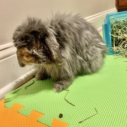 Evergreen Veterinary Hospital - A very happy Bun