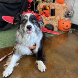 Halloween photo time with my Foster girl Fig at Centinela!
