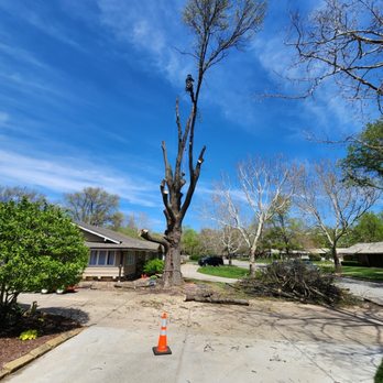 B & B Tree Company - Removal of Pin Oak, due too Hypoxylon Canker. - Tree Services Near Me - Wichita, Kansas B & B Tree Company - Removal of Pin Oak, due too Hypoxylon Canker. - Tree Services Near Me - Wichita, Kansas